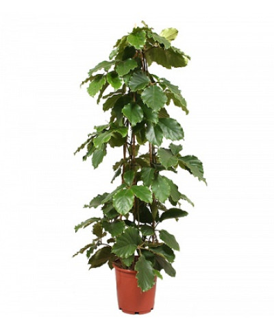 Тетрастигма 24х130 см