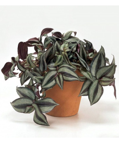 Традесканция 12/15см