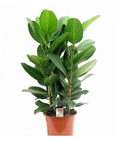 Фикус Андре 15/40см