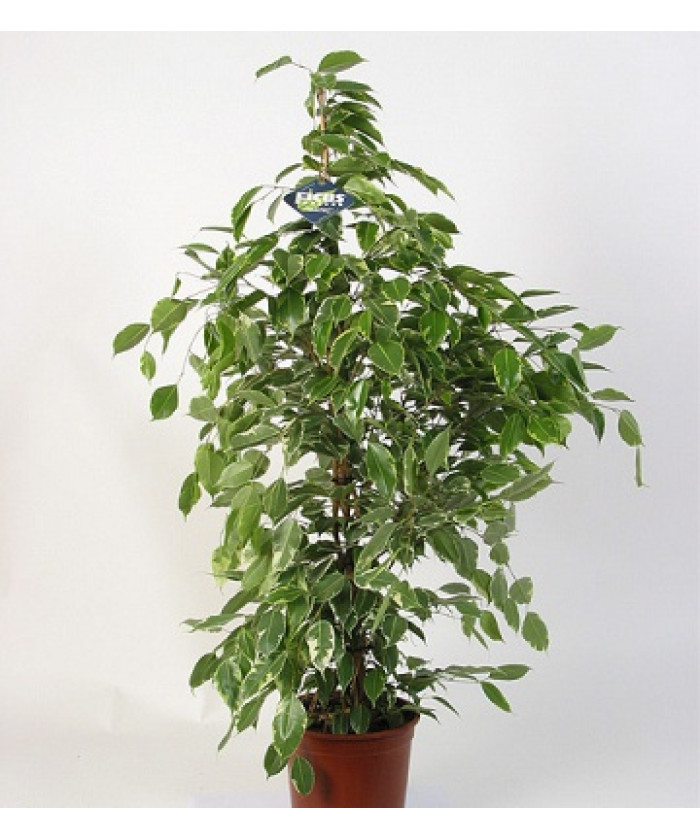 Фикус Бенджамина Голден Кинг 17/80см