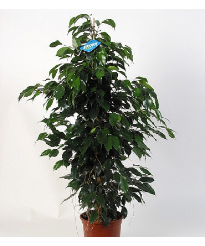 Фикус Бенджамина Даниэль 12/40см