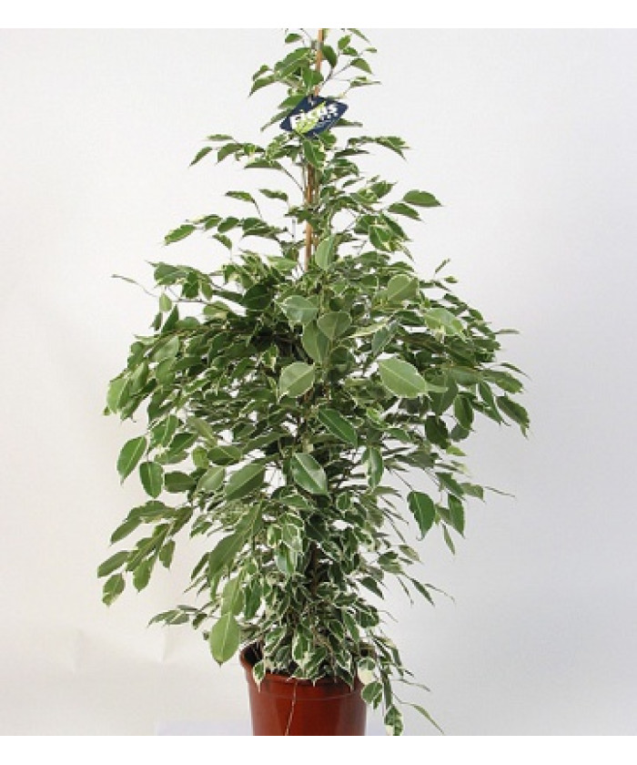 Фикус Бенджамина Старлайт 17/70см