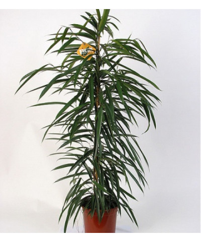 Фикус Биннендика Али 17/75 см