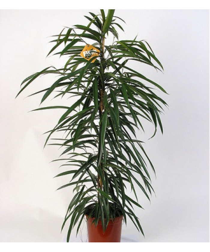 Фикус Биннендика Али 17/75 см