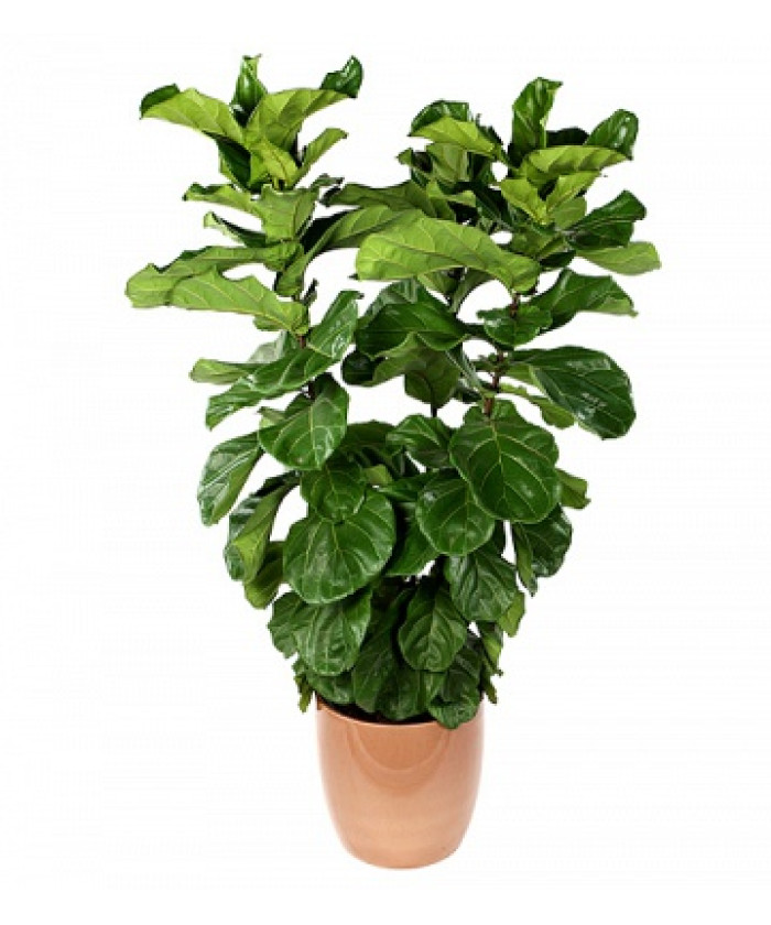 Фикус Лирата 17/90 см