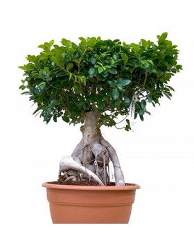 Фикус Микрокарпа 12/30см