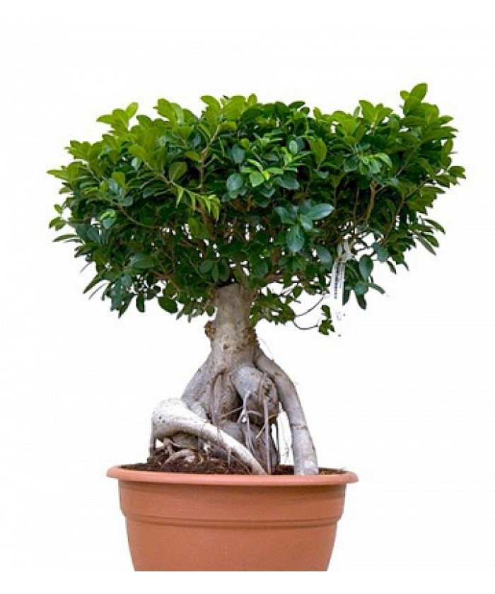 Фикус Микрокарпа 12/30см