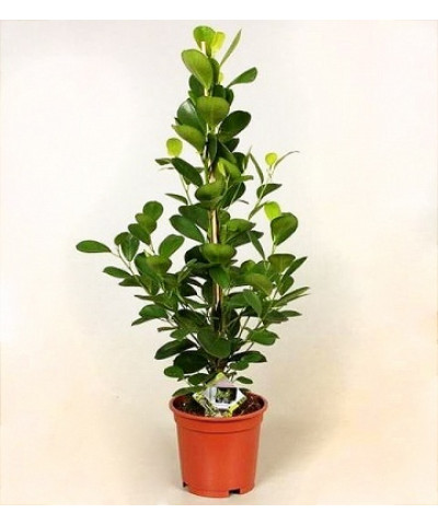 Фикус Моклэйм 27х150 см