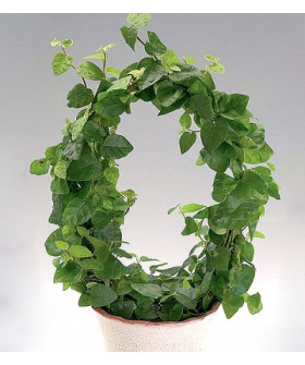 Фикус Пумила 9х15 см