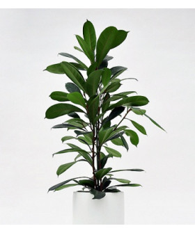 Фикус Циатистипула 21х110 см