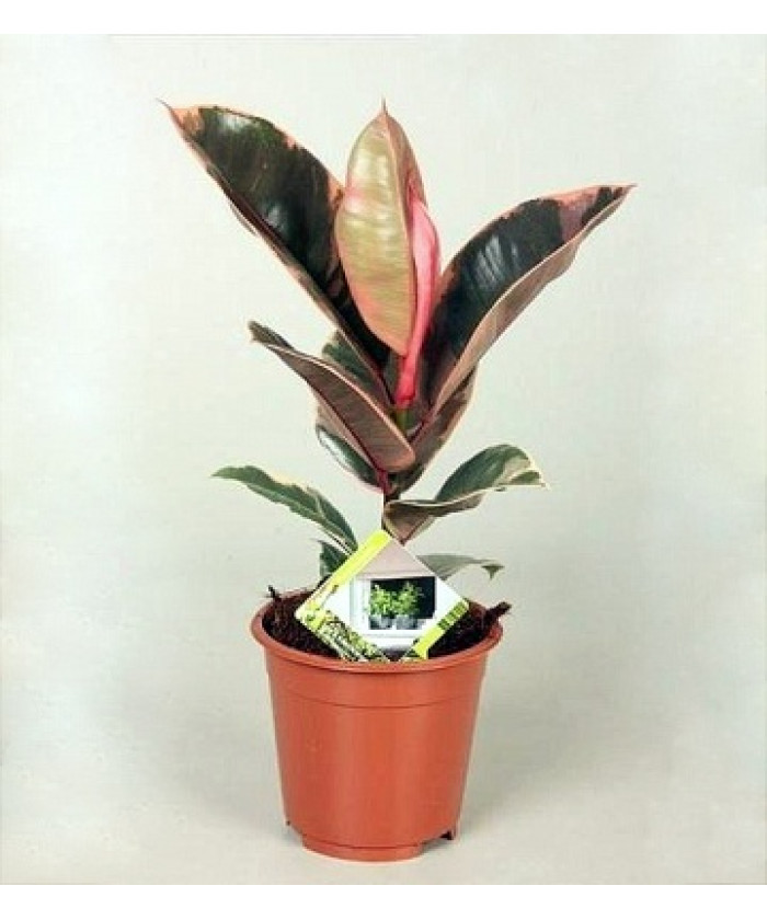 Фикус Эластика Белиз 12/25 см