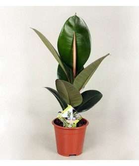 Фикус Эластика Робуста 12/25 см