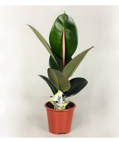 Фикус Эластика Робуста 12/25 см