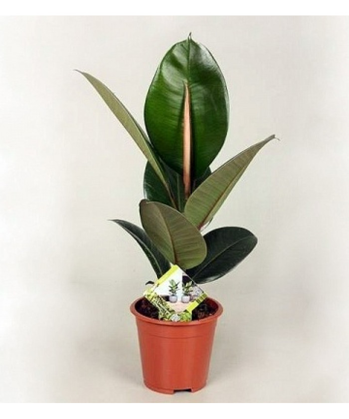 Фикус Эластика Робуста 12/25 см