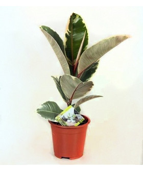 Фикус Эластика Тинеке 12/25см