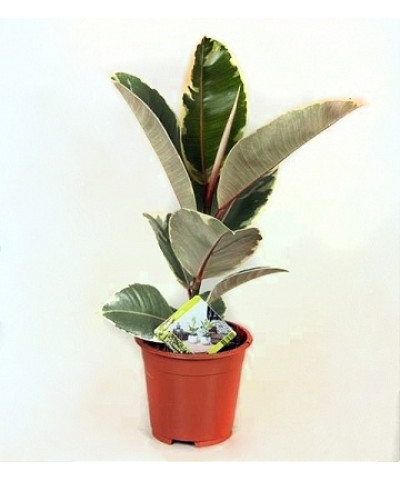 Фикус Эластика Тинеке 12/25см