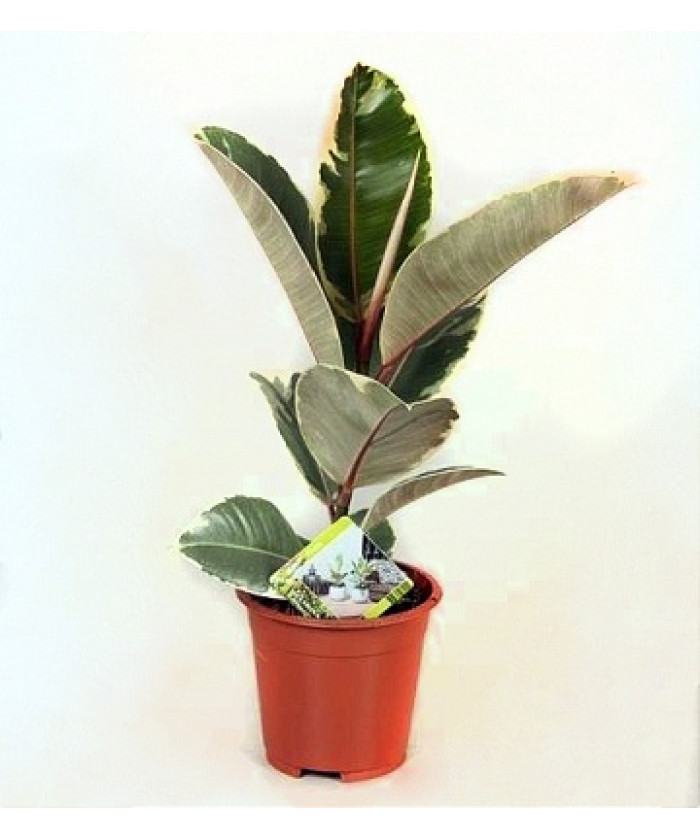 Фикус Эластика Тинеке 12/25см