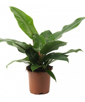 Филодендрон Империал Грин 19х70 см