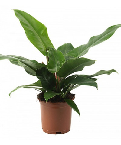 Филодендрон Империал Грин 19х70 см