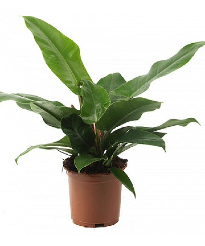 Филодендрон Империал Грин 19х70 см