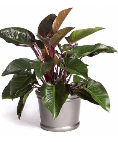 Филодендрон Империал Ред 19х60 см