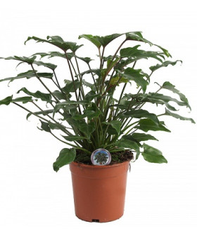 Филодендрон Ксанаду 30х80см