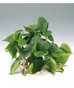 Филодендрон Сканденс 12/20см