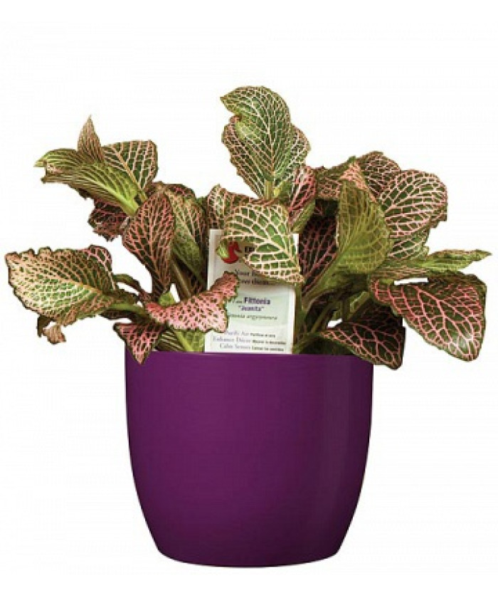 Фиттония 9/10см