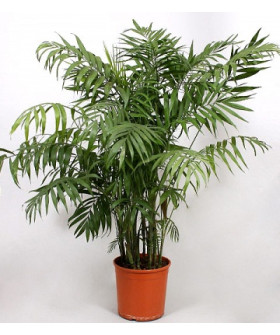 Хамедорея Элеганс 15/40см