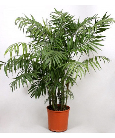 Хамедорея Элеганс 15/40см