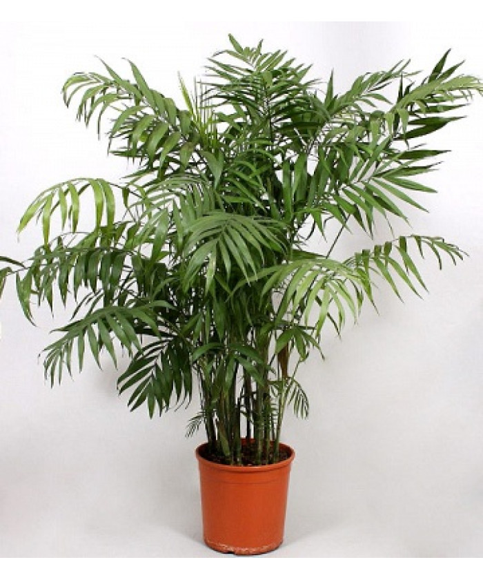 Хамедорея Элеганс 15/40см