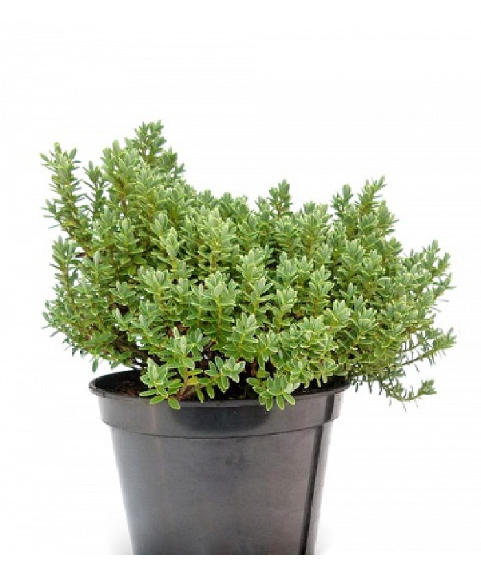 Хебе 17х30 см