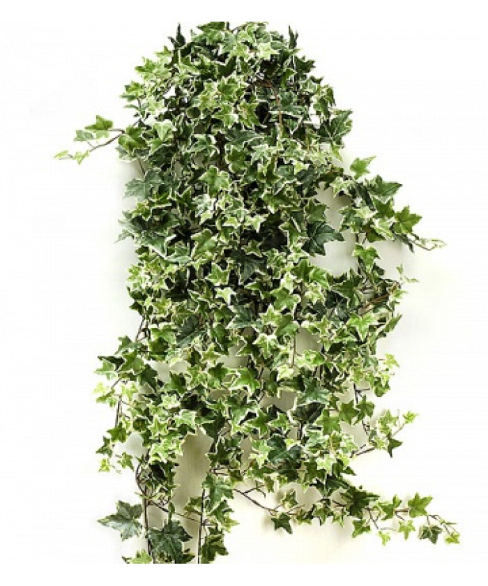 Хедера 17х70 см