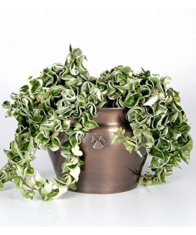 Хойя Регалис 14х60_см