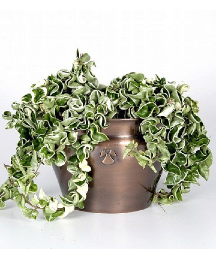 Хойя Регалис 14х60_см