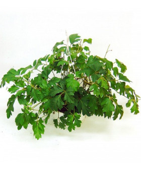 Циссус Элен Даника 19х50см