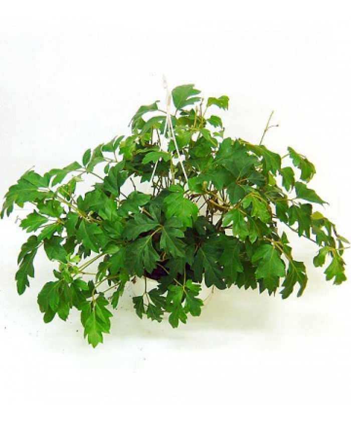 Циссус Элен Даника 19х50см