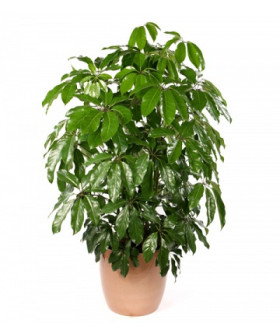 Шеффлера Амата 23х110_см