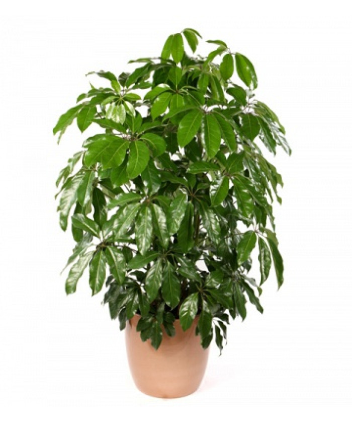 Шеффлера Амата 23х110_см