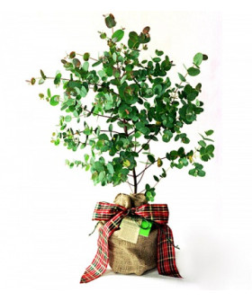 Эвкалипт 13х75_см