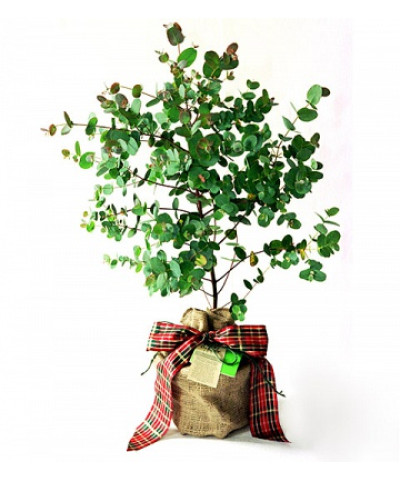 Эвкалипт 13х75_см