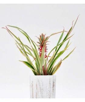 Ананас Вариегата 15х20см