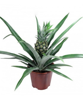 Ананас Чампака 12/35см