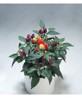 Капсикум 12х20см