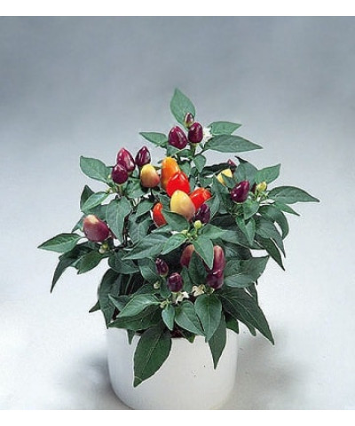 Капсикум 12х20см