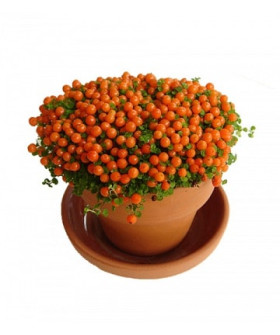 Нертера 8х10см