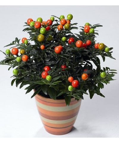 Солянум Ложноперечный 12х25см