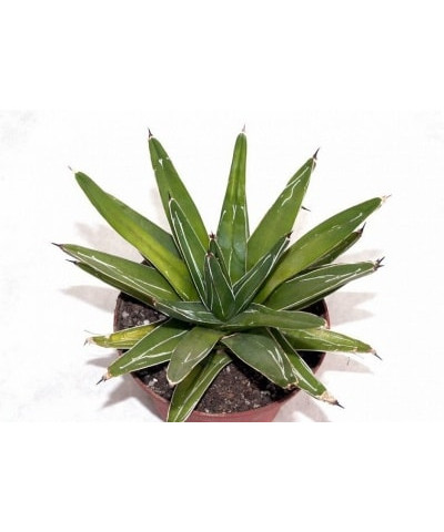 Агава 12х20см