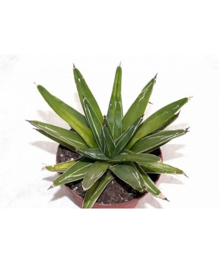 Агава 12х20см