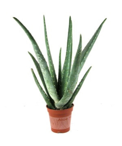 Алоэ Вера 10/25см